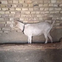 5 رآس بزغاله سانن و پاکستانی|حیوانات مزرعه|سبزوار, قصبه غربی|دیوار