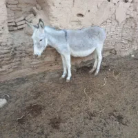 الاغ دو سال ماده