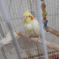 طوطی عروس زعفرانی