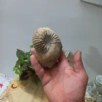 سنگ فسیل|کلکسیون اشیاء عتیقه|مشهد, پنجتن|دیوار