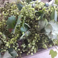 انگور برای آب غوره گیری همان گل انگور سابق