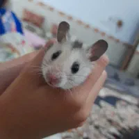 همستردستی|موش و خرگوش|چناران, |دیوار