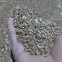 فروش گندم