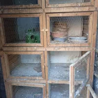 جفتگاه کبوتر|لوازم جانبی حیوانات|رشت, گلسار|دیوار