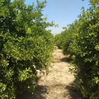 باغ-1000متری
