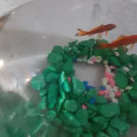 فروش  ماهی گلی