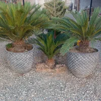 سیکاس با گلدان
