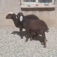 بره ماده