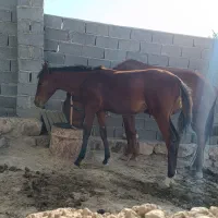 کره مادیان