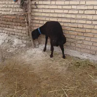 تقلی گوسفند قوچ