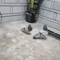 کبوتر گم شده