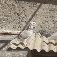 کبوترشهریار|پرنده|شهریار, شهریار|دیوار