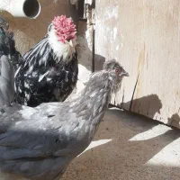 مرغ طوسی جوان چل تاج و ریشو تخم گذار|حیوانات مزرعه|اصفهان, جی شیر|دیوار
