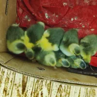 جوجه غاز باکیفیت