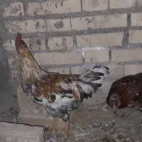۸۵۰۰|حیوانات مزرعه|شوش, |دیوار