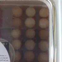 تخم مرغ نطفه دار گلپایگانی