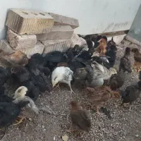 جوجه محلی
