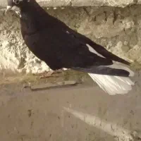 کبوتردمسفیدمادهبشرطتخمپرش|پرنده|الوند, |دیوار