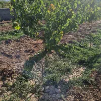 باغ زراعی اربطان مرند