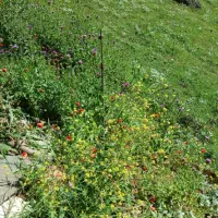 ۶۵۷۶ متر زمین مناسب باغ کیوی