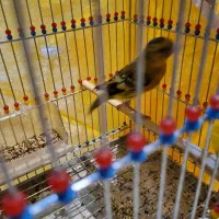 فروش سهره قناری|پرنده|اصفهان, قائمیه|دیوار