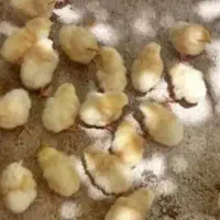 جوجه چند روزه