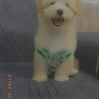 سگ نر میکس پامر وپودل|سگ|مشهد, شهید بصیر|دیوار