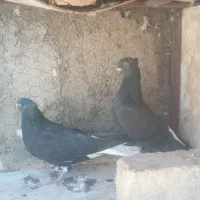 کبوتررنگی.|پرنده|مبارکه, |دیوار