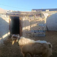 پازن سانن|حیوانات مزرعه|مرودشت, محمد آباد|دیوار