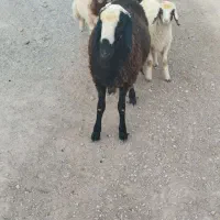 بره قوچ|حیوانات مزرعه|سیروان, |دیوار