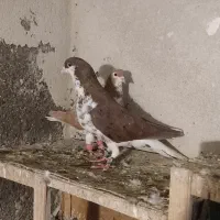 کبوتر.کفتر رنگی