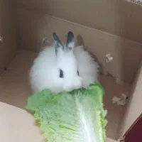 خرگوش مدل خارجی زیبا