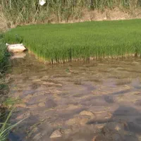 بذر‌شالی‌ندا