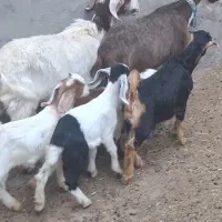 ۲راس بز دوقلوزا شیرا