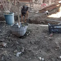 واگذاری ژرمن