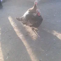 بقلمو دو ساله