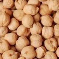 نخود درشت واسه امساله