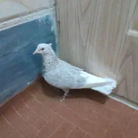 کبوترزیبا|پرنده|قم, تعویض پلاک|دیوار