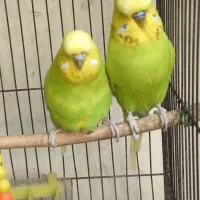 جفت مرغ عشق انگلیسی