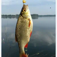 پخش عمده ماهی کپورسایز زنده