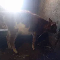 گوساله ماده|حیوانات مزرعه|ویلکیج, |دیوار