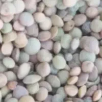 عدس|خوردنی و آشامیدنی|رشت, نیروی دریایی|دیوار