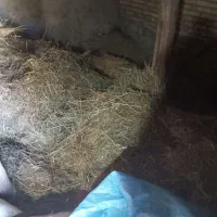 علوفه فله ای. ودوباردان کاه|لوازم جانبی حیوانات|اهر, |دیوار