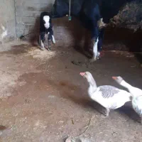 معاوضه غاز مولد با مرغ