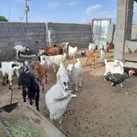 کره‌چاق