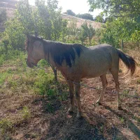 اسب نر|اسب و تجهیزات اسبسواری|آشخانه, |دیوار