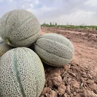 خربزه میخوام