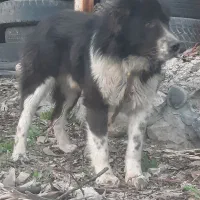 سگ قدرجونی نر