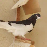 چپ سیاه