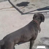 سگ پیتبول|سگ|مسجد سلیمان, |دیوار